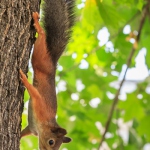 2579-vertical-squirrel.jpg