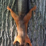 2581-squirrel.jpg