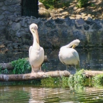 00047-pelicans.jpg