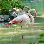 00056-flamingo.jpg