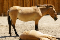 Prjevalsky horse