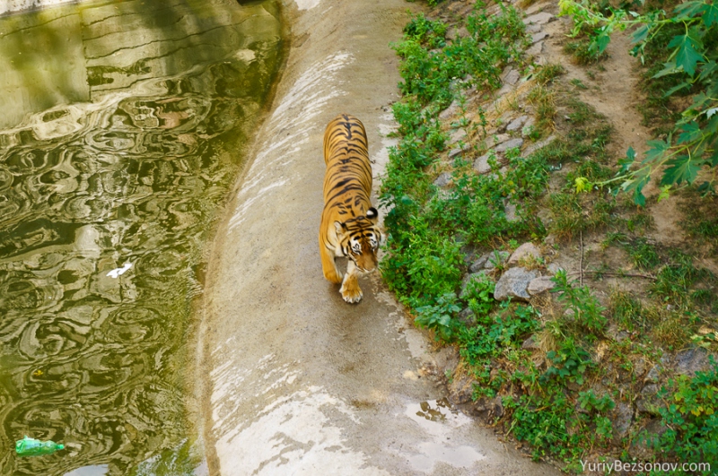 00111-tiger.jpg