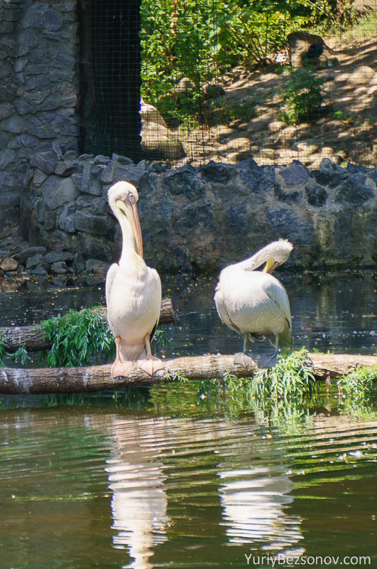 00047-pelicans.jpg