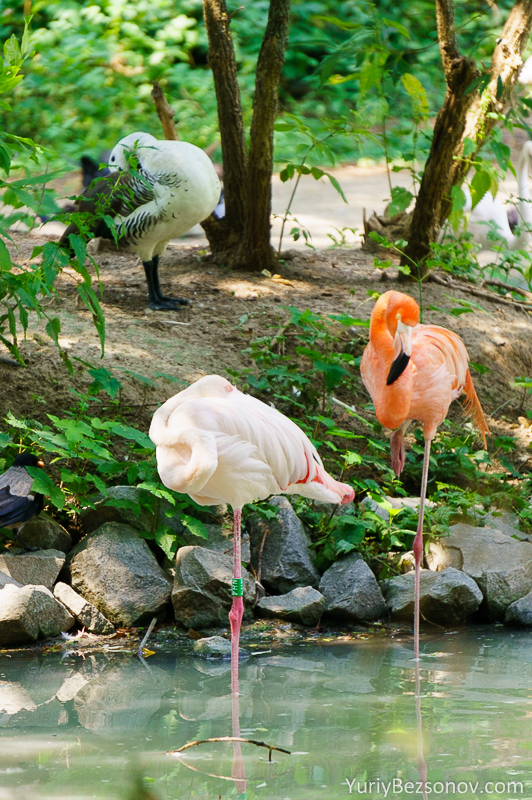 00058-flamingo.jpg