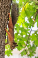 Vertical Squirrel