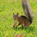 2582-squirrel.jpg