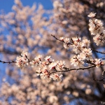 7525-blossom.jpg