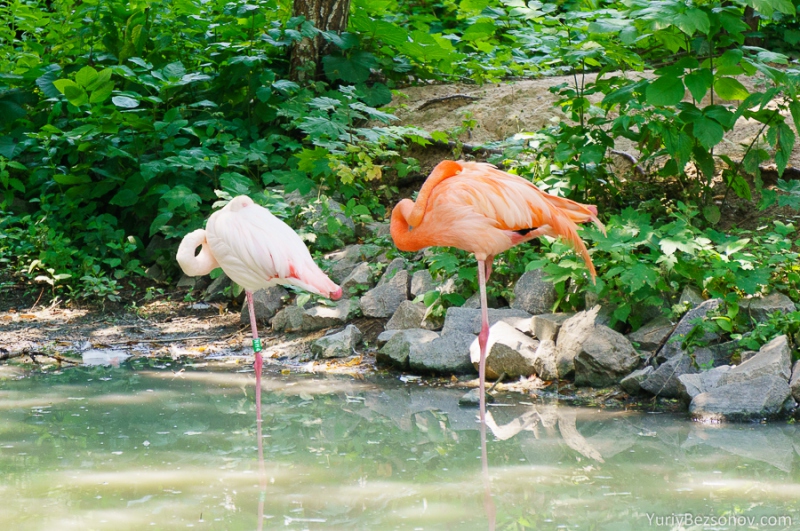 00061-flamingo.jpg
