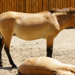 Prjevalsky horse